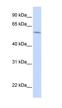 A1BG Antibody