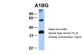 A1BG Antibody