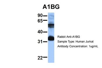 A1BG Antibody
