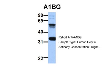 A1BG Antibody