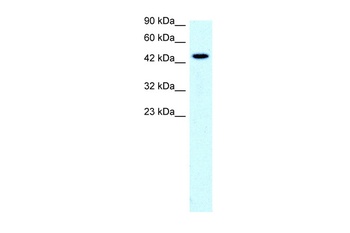 SLC17A2 Antibody