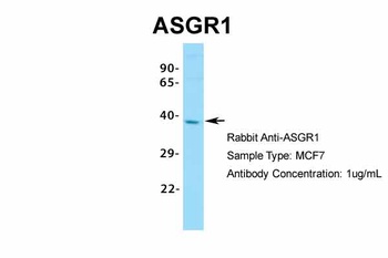 ASGR1 Antibody