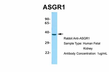 ASGR1 Antibody