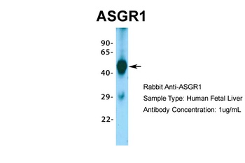 ASGR1 Antibody