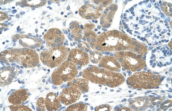 FOXP2 Antibody