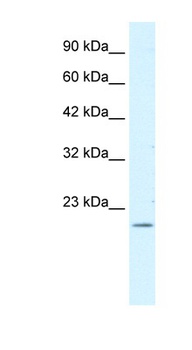 FOXP2 Antibody