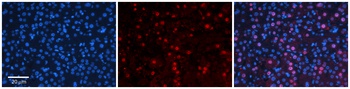 MED7 Antibody