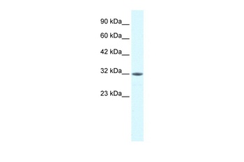 MORF4L2 Antibody