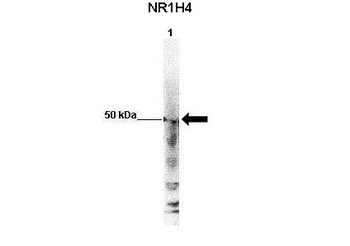 NR1H4 Antibody