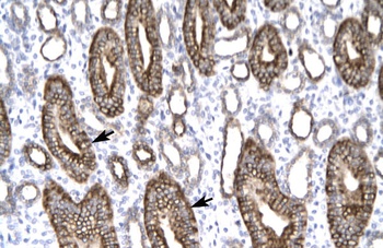 CLDN8 Antibody