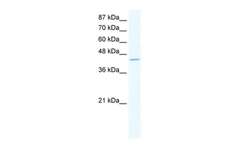 ZNF212 Antibody