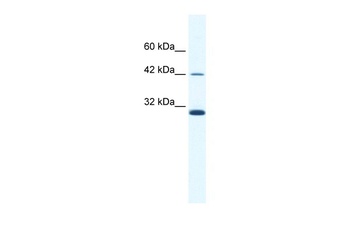 APOBEC3G Antibody