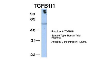 TGFB1I1 Antibody