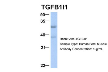 TGFB1I1 Antibody