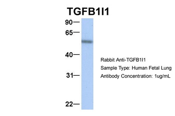 TGFB1I1 Antibody