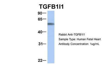 TGFB1I1 Antibody