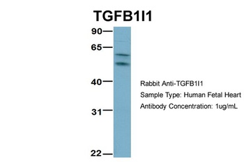 TGFB1I1 Antibody