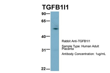 TGFB1I1 Antibody