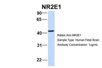 NR2E1 Antibody