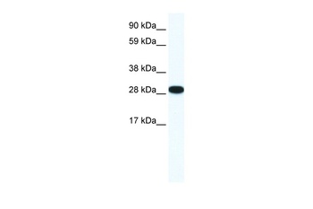 ZFP36L1 Antibody