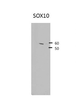 SOX10 Antibody
