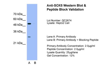 SOX5 Antibody