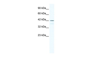 SOX3 Antibody