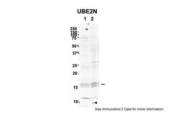 UBE2N Antibody
