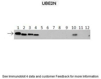 UBE2N Antibody