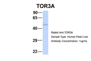 TOR3A Antibody
