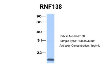 RNF138 Antibody