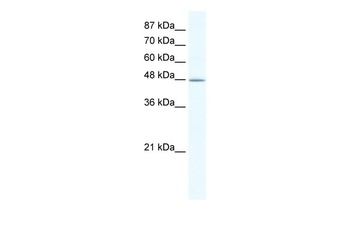 DMAP1 Antibody