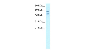 GPBP1 Antibody