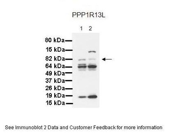 PPP1R13L Antibody