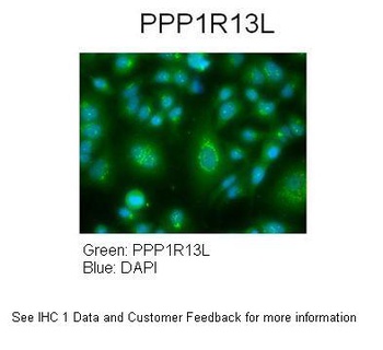 PPP1R13L Antibody
