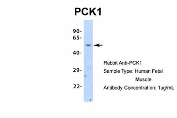 PCK1 Antibody