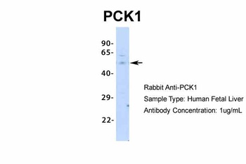 PCK1 Antibody