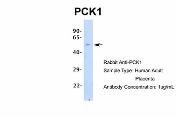 PCK1 Antibody