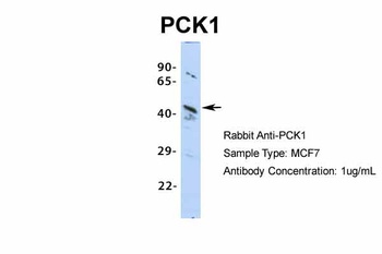 PCK1 Antibody