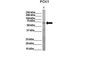 PCK1 Antibody