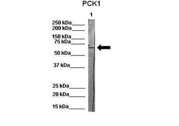 PCK1 Antibody