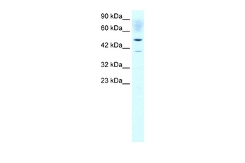SLC4A1 Antibody