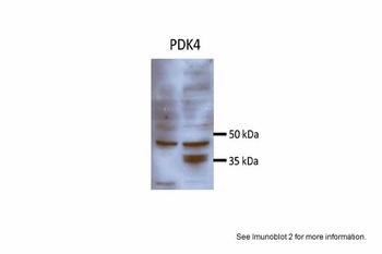 PDK4 Antibody