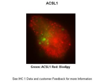 ACSL1 Antibody