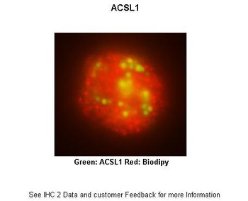 ACSL1 Antibody