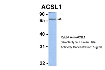 ACSL1 Antibody