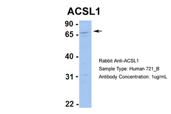 ACSL1 Antibody