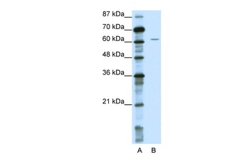 NOTCH4 Antibody