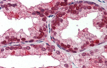 NFIX Antibody