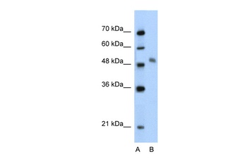 MYBL1 Antibody